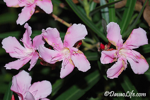 Flower at Peoples Park, Davao City