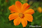 Flower at Peoples Park, Davao City