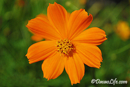 Flower at Peoples Park, Davao City