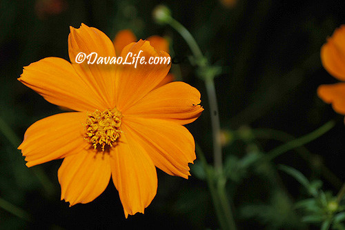Flower at Peoples Park, Davao City