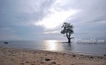 Lone tree at the Turtle Sanctuary Punta Dumalag Davao City