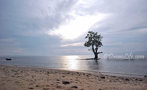 Lone tree at the Turtle Sanctuary Punta Dumalag Davao City