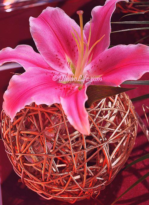 Pink Calla Lily in the Ikebana annual exhibit at SM Davao City Kadayawan Festival 2008 @Davaolife.com